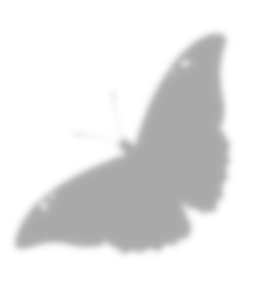 Shadow